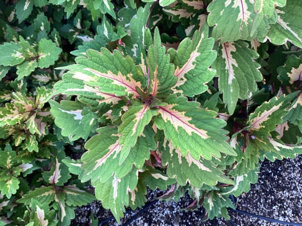 [26年5月中下旬予約]コリウス：マイアミマジック3号ポット