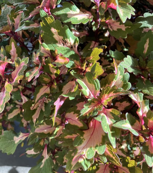 [26年5月中下旬予約]コリウス：マイアミマジック3号ポット