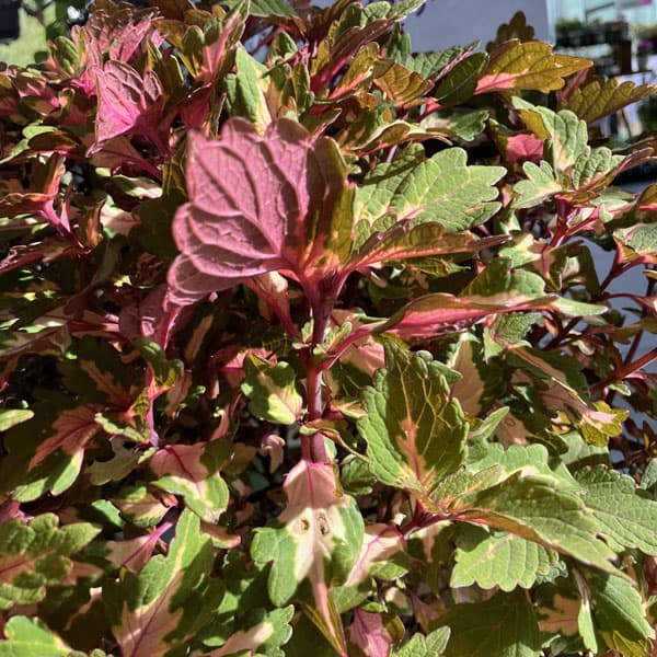 [26年5月中下旬予約]コリウス：マイアミマジック3号ポット