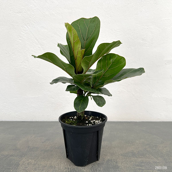 カシワバゴム：バンビーノ　3.5号硬質ポット