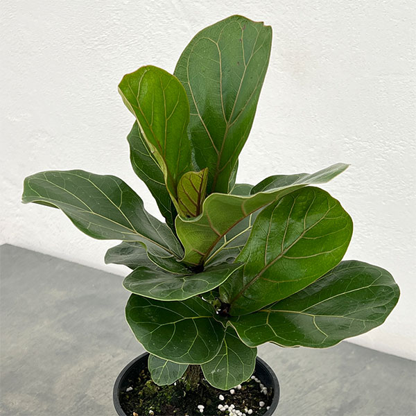 カシワバゴム：バンビーノ　3.5号硬質ポット