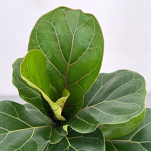 カシワバゴム：バンビーノ　3.5号硬質ポット