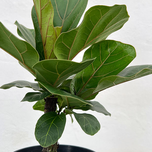 カシワバゴム：バンビーノ　3.5号硬質ポット