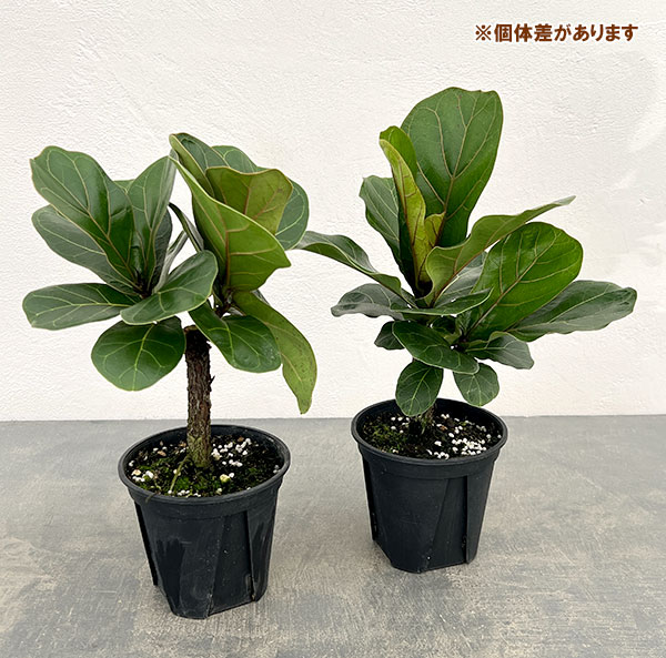 カシワバゴム：バンビーノ　3.5号硬質ポット