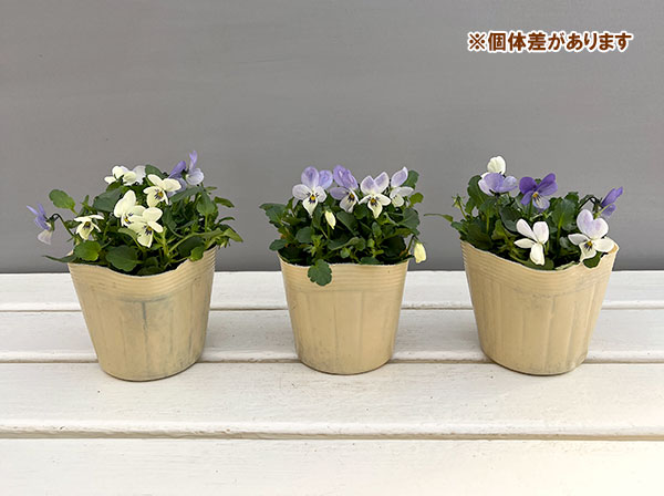 ビオラ:宮崎ビオラ(アイディアルフラワーさん) 白うさぎ3.5号ポット