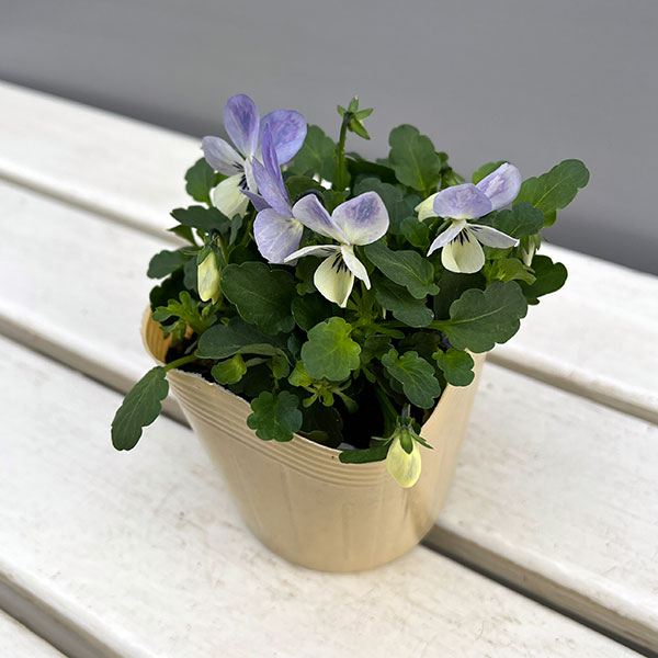 ビオラ:宮崎ビオラ(アイディアルフラワーさん) 白うさぎ3.5号ポット
