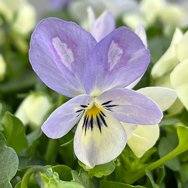 ビオラ:宮崎ビオラ(アイディアルフラワーさん) 白うさぎ3.5号ポット