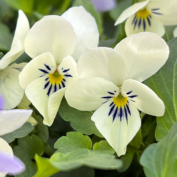 ビオラ:宮崎ビオラ(アイディアルフラワーさん) 白うさぎ3.5号ポット