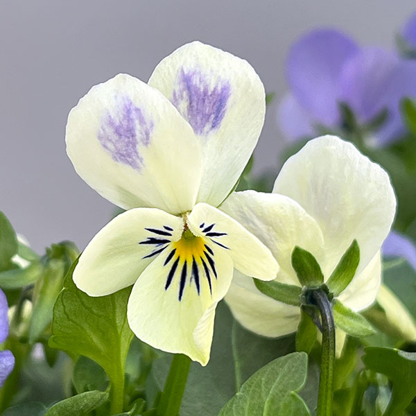 ビオラ:宮崎ビオラ(アイディアルフラワーさん) 白うさぎ3.5号ポット