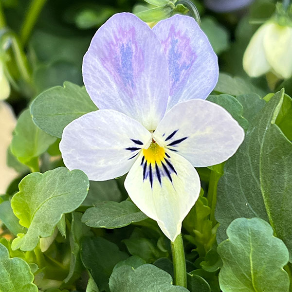 ビオラ:宮崎ビオラ(アイディアルフラワーさん) 白うさぎ3.5号ポット