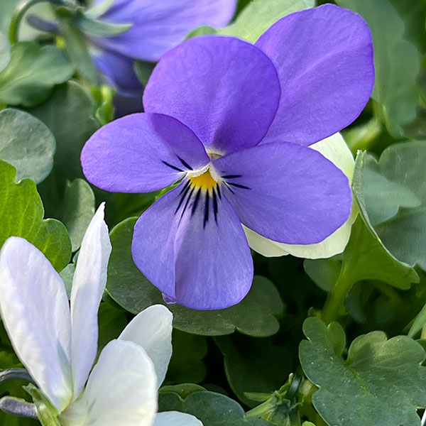 ビオラ:宮崎ビオラ(アイディアルフラワーさん) 白うさぎ3.5号ポット