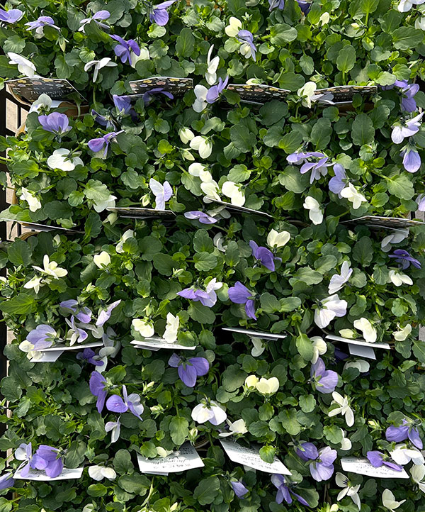 ビオラ:宮崎ビオラ(アイディアルフラワーさん) 白うさぎ3.5号ポット