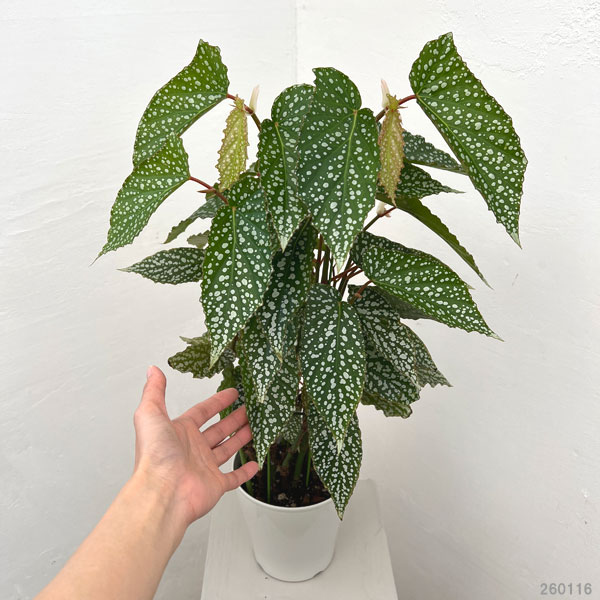 ベゴニア：シルバードット　5号鉢植え