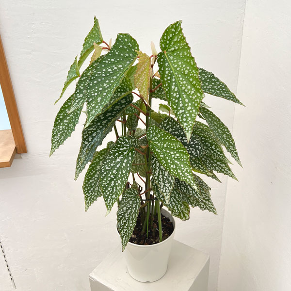 ベゴニア：シルバードット　5号鉢植え