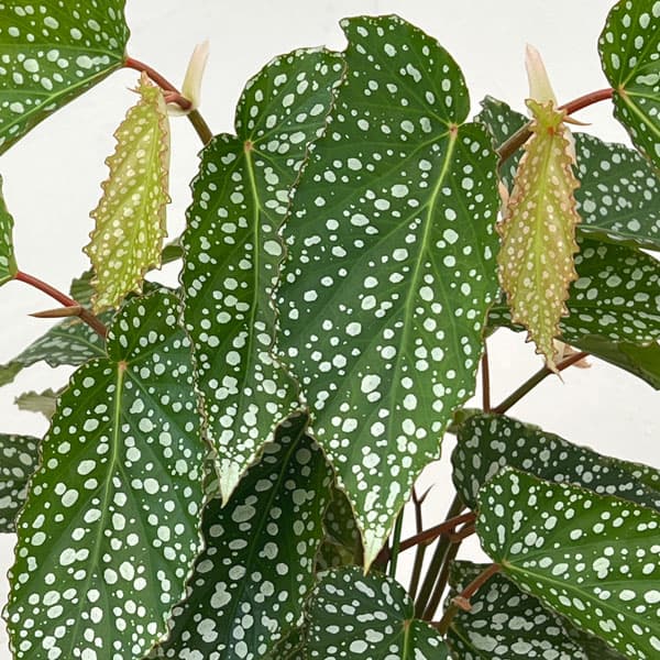 ベゴニア：シルバードット　5号鉢植え