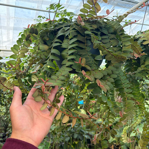 [26年1月中下旬予約]マルクグラフィア：ウンベラータ　8号吊り鉢