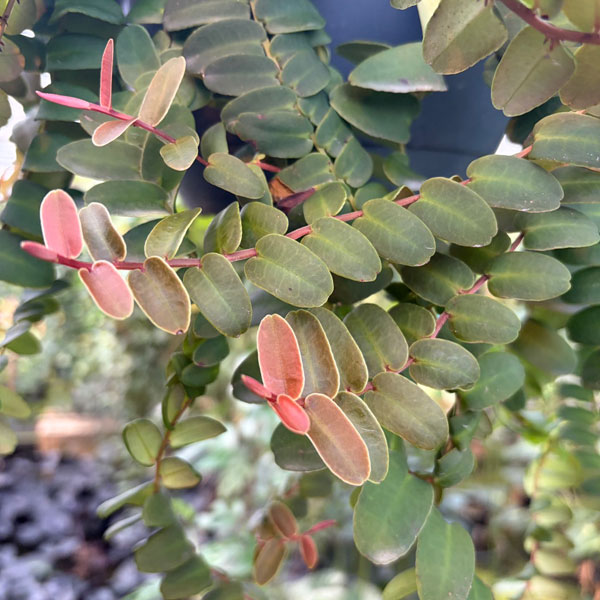 [26年1月中下旬予約]マルクグラフィア：ウンベラータ　8号吊り鉢