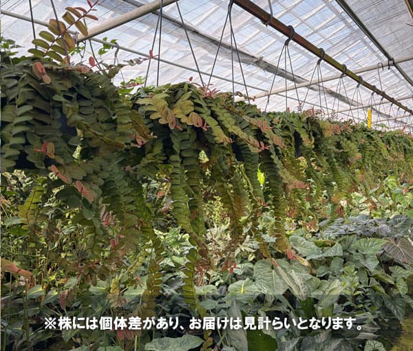 [26年1月中下旬予約]マルクグラフィア：ウンベラータ　8号吊り鉢