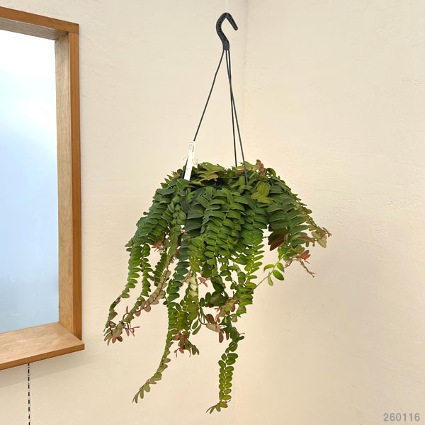 マルクグラフィア：ウンベラータ　8号吊り鉢