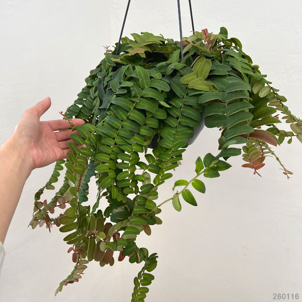 マルクグラフィア：ウンベラータ　8号吊り鉢