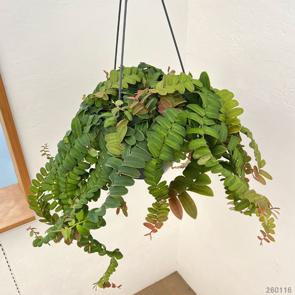 マルクグラフィア：ウンベラータ　8号吊り鉢