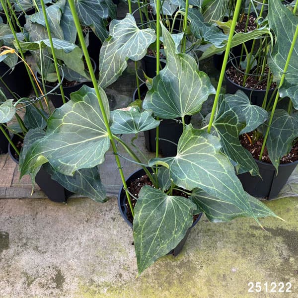 [26年1月中下旬予約]アンスリウム（原種）：デルタフォース　8号鉢植え