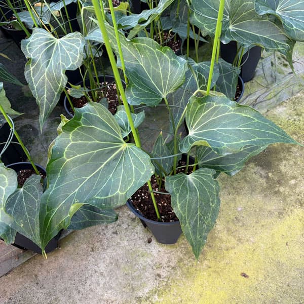 [26年1月中下旬予約]アンスリウム（原種）：デルタフォース　8号鉢植え