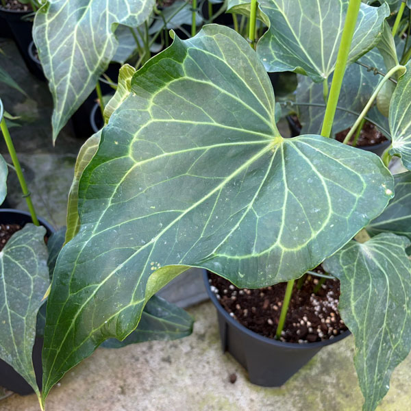 [26年1月中下旬予約]アンスリウム（原種）：デルタフォース　8号鉢植え