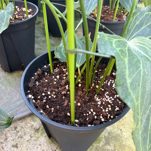 [26年1月中下旬予約]アンスリウム（原種）：デルタフォース　8号鉢植え