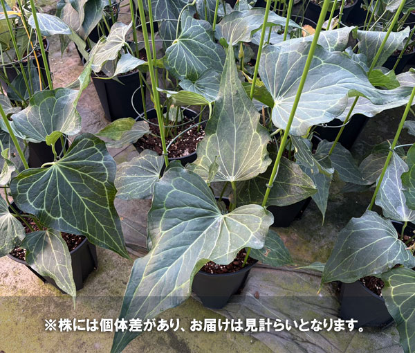 [26年1月中下旬予約]アンスリウム（原種）：デルタフォース　8号鉢植え