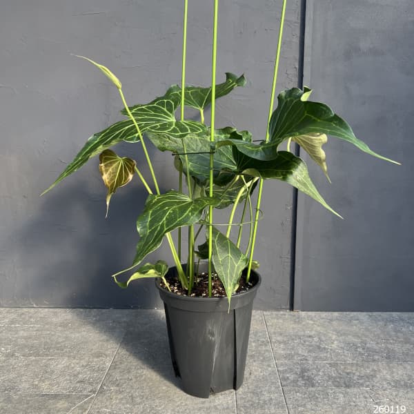 アンスリウム（原種）：デルタフォース　8号鉢植え