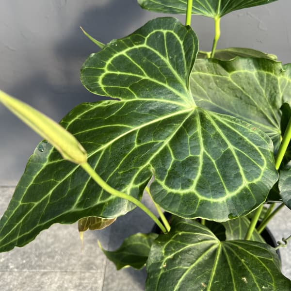 アンスリウム（原種）：デルタフォース　8号鉢植え