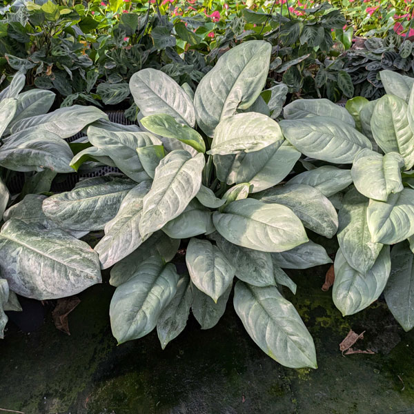 [26年1月中下旬予約]ディフェンバキア：プラチナ　8号鉢植え