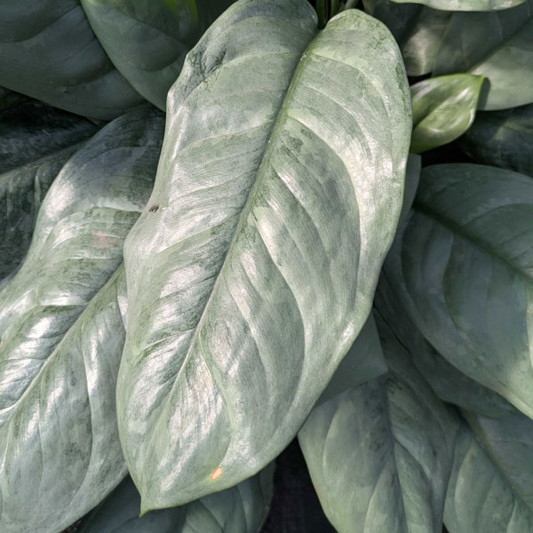 [26年1月中下旬予約]ディフェンバキア：プラチナ　8号鉢植え