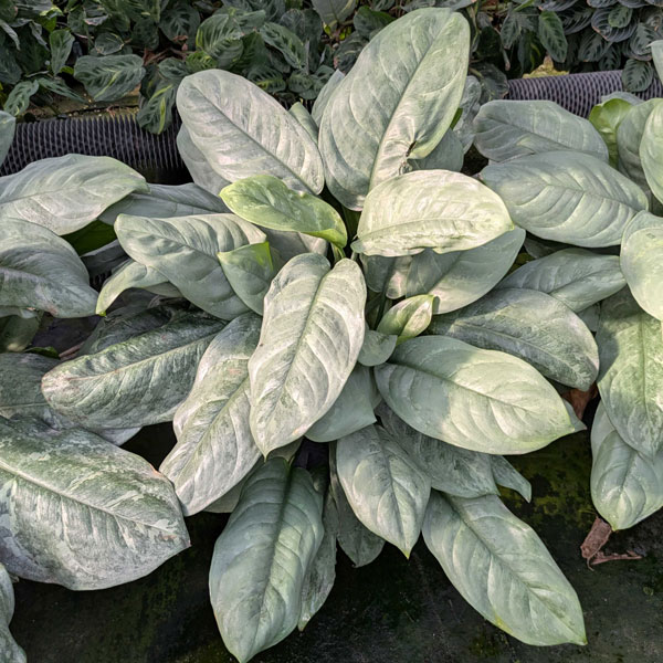 [26年1月中下旬予約]ディフェンバキア：プラチナ　8号鉢植え