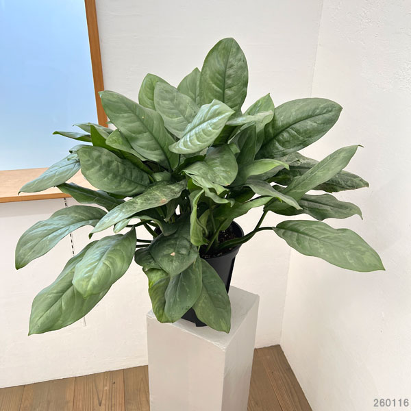 ディフェンバキア：プラチナ　8号鉢植え