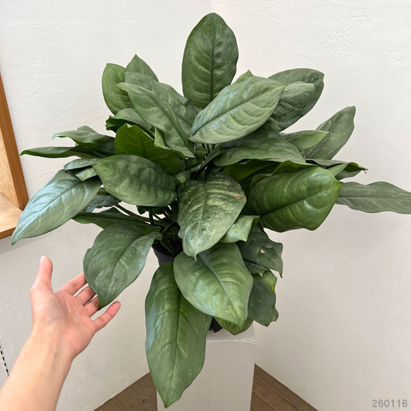 ディフェンバキア：プラチナ　8号鉢植え