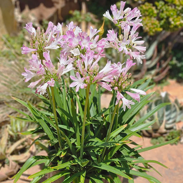 [26年4月下旬予約]アガパンサス：ブラッシュピンク3.5号ポット[7～9月頃開花　世界初のピンクのアガパンサス]