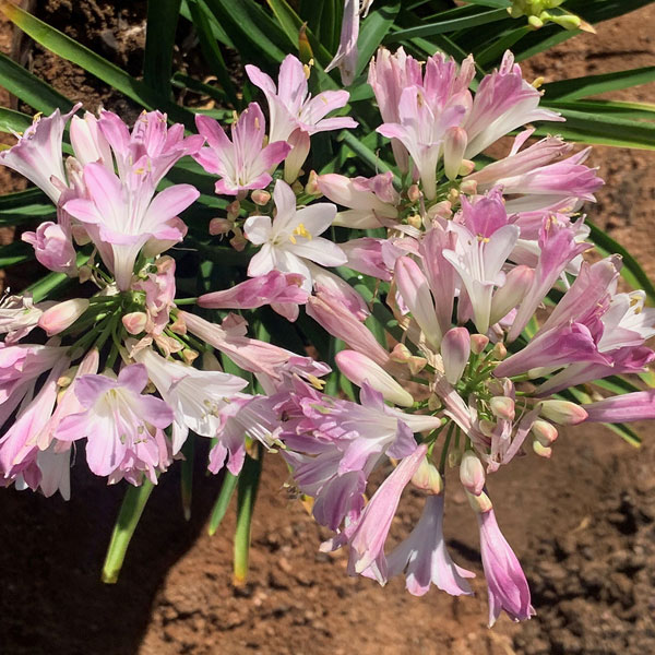 [26年4月下旬予約]アガパンサス：ブラッシュピンク3.5号ポット[7～9月頃開花　世界初のピンクのアガパンサス]