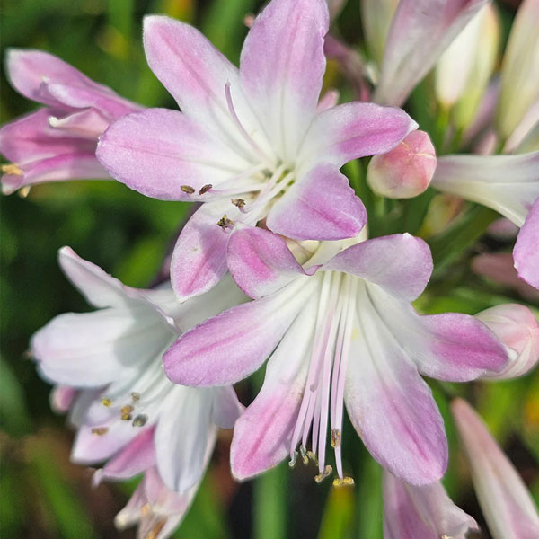 [26年4月下旬予約]アガパンサス：ブラッシュピンク3.5号ポット[7～9月頃開花　世界初のピンクのアガパンサス]