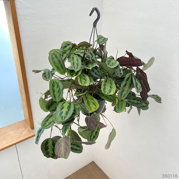 マランタ：クリスタータ　7号吊り鉢