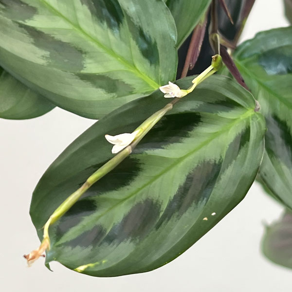 マランタ：クリスタータ　7号吊り鉢