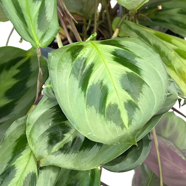 マランタ：クリスタータ　7号吊り鉢