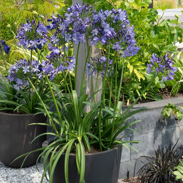 [26年3月中下旬予約]アガパンサス：ポッピンスター4号ポット[7～10月頃開花　エヴァーシリーズ]