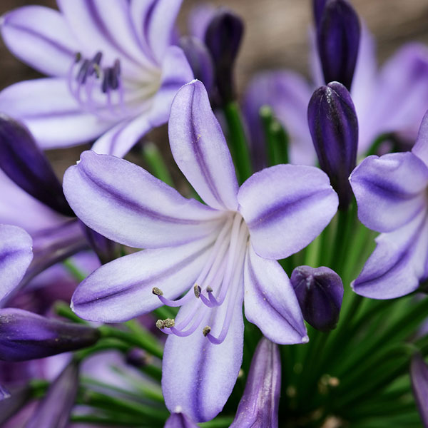 [26年3月中下旬予約]アガパンサス：ポッピンスター4号ポット[7～10月頃開花　エヴァーシリーズ]