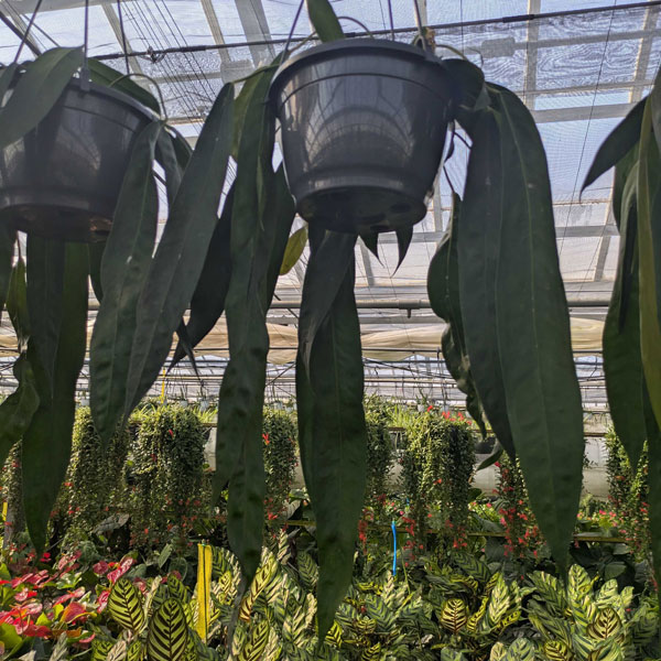 [26年1月中下旬予約]アンスリウム：ウェンドリンゲリー　8号吊り鉢