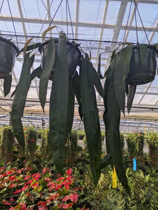 [26年1月中下旬予約]アンスリウム：ウェンドリンゲリー　8号吊り鉢