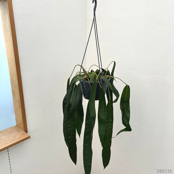 アンスリウム：ウェンドリンゲリー　8号吊り鉢