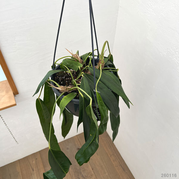 アンスリウム：ウェンドリンゲリー　8号吊り鉢