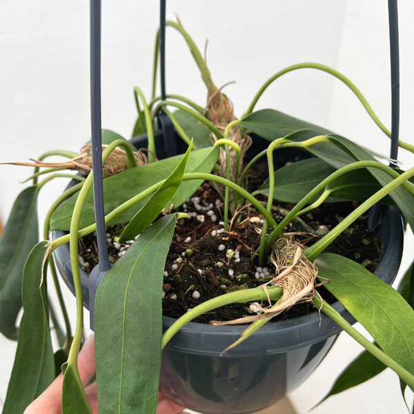 アンスリウム：ウェンドリンゲリー　8号吊り鉢